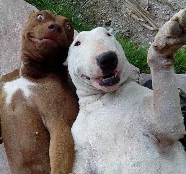 dog selfie2